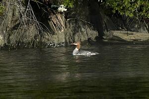 Lake of the Woods, Ontario, Canada; Duck on the water