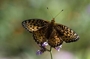 Lake of the Woods, Ontario, Canada; Butterfly gathering nectar from flower