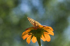 Lake of the Woods, Ontario, Canada; Butterfly gathering nectar from flower