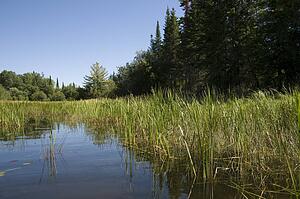Lake of the Woods, Ontario, Canada; Reedbeds on the water