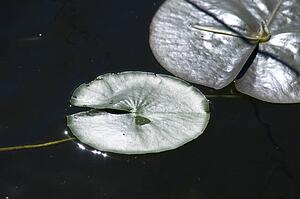 Lake of the Woods, Ontario, Canada; Lilypads on the water