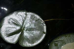 Lake of the Woods, Ontario, Canada; Lilypads on the water