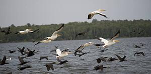 Lake of the Woods, Ontario, Canada; Flock of birds flying over lake