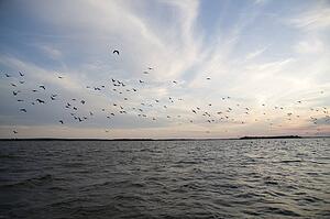 Lake of the Woods, Ontario, Canada; Flock of birds flying over lake