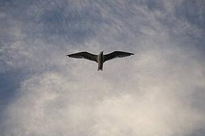 Lake of the Woods, Ontario, Canada; Bird flying over lake