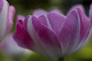 Waterloo, Quebec, Canada; Close-up of pink tulip