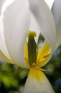 Waterloo, Quebec, Canada; Close-up of white tulip