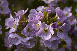 Waterloo, Quebec, Canada; Close-up of purple wildflowers