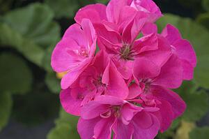Waterloo, Quebec, Canada; Close-up of pink geranium