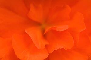 Waterloo, Quebec, Canada; Close-up of red begonia