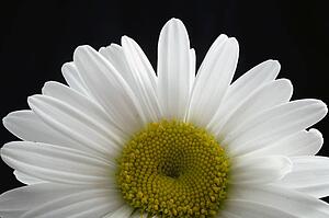 Close-up of daisy