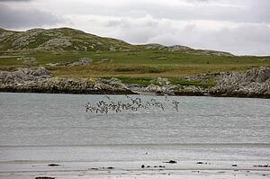Islay, Scotland; Flock of birds flying over sea