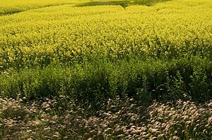 Prairies, Lake of the Woods, Ontario, Canada; Prairies