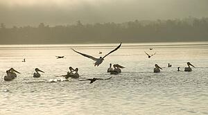 Lake of the Woods, Ontario, Canada; Birds stirring at lake at sunrise