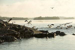 Lake of the Woods, Ontario, Canada; Birds stirring at lake at sunrise