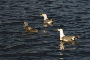 Lake of the Woods, Ontario, Canada; Four birds swimming