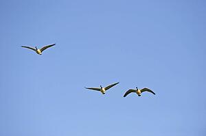Group of geese flying
