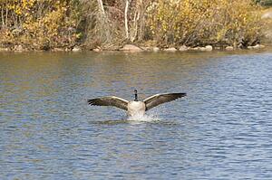 Hawrelak Park, Edmonton, Alberta, Canada; Canada goose on the lake