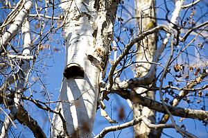 Tree trunk with peeling bark and fungus