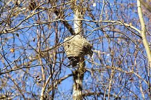 Wasp's nest high amid small branches