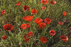 Andalucia, Spain; Red Poppies with Spring Flowers