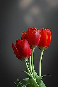 Three red tulips