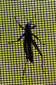 Grasshopper on insect net