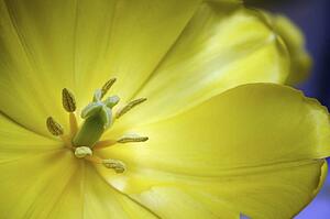 Center of a yellow tulip