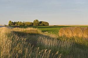 Hay bales