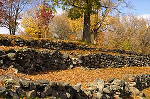 Rows of rocks and leaves