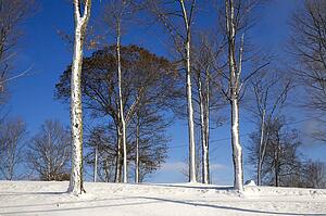 Trees in winter