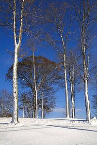 Trees in winter