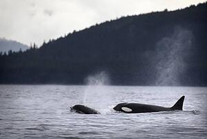 Killer whales