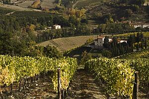 Vineyard, Greti, Italy