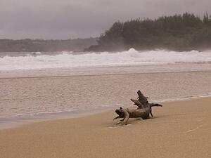 Driftwood on beach, Hanalei Bay, Kauai, Hawaii, USA