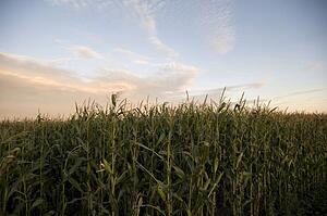 Cornfield, Manitoba, Canada