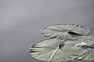 Large lily pads on lake, Lake of the Woods, Ontario, Canada