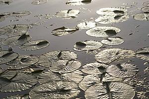 Lily pads on lake, Lake of the Woods, Ontario, Canada
