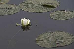Water lily on lake, Lake of the Woods, Ontario, Canada