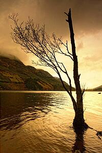 Silhouette of tree in water