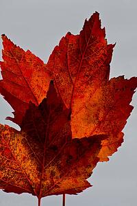 Two red maple leaves 