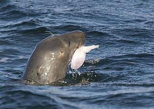 Gray Seal (Halichoerus grypus), Donna Nook, Lincolnshire, England; Seal with a fish in its mouth