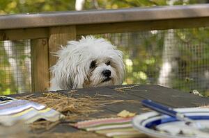 Dog at picnic table
