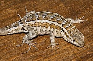 Great Basin fence lizard, (Sceloporus occidentalis longipes)