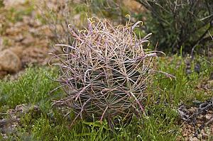 Barrel cactus