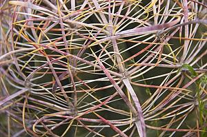 Barrel cactus