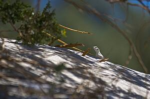Desert iguana (Dipsosaurus dorsalis)