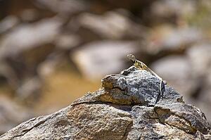 Great Basin collared lizard (Crotaphytus bicinctores)