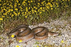 Coastal rosy boa (Lichanura trivirgata roseofusca)
