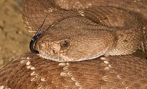 A defensive red diamond rattlesnake (Crotalus ruber)